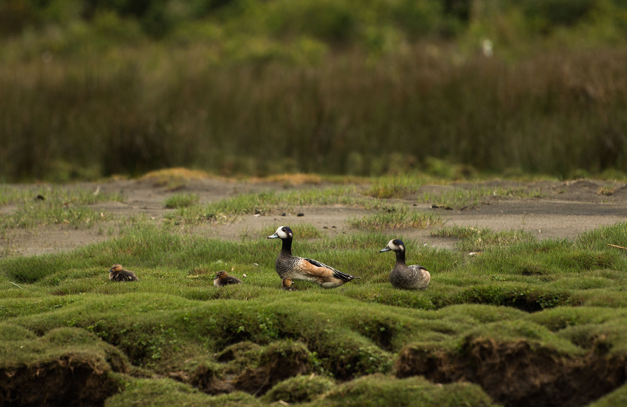 Migratory birds rest on the green ground of Tierra Chiloe.