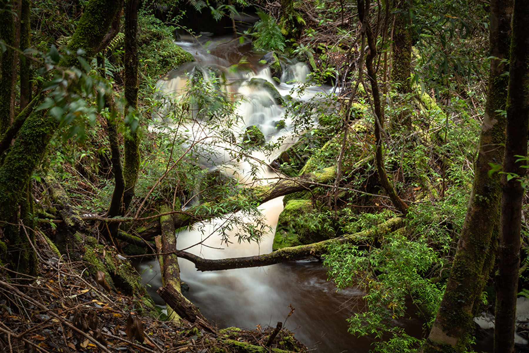 Parc Tepuhueico : La Forêt Enchevêtrée de Chiloé