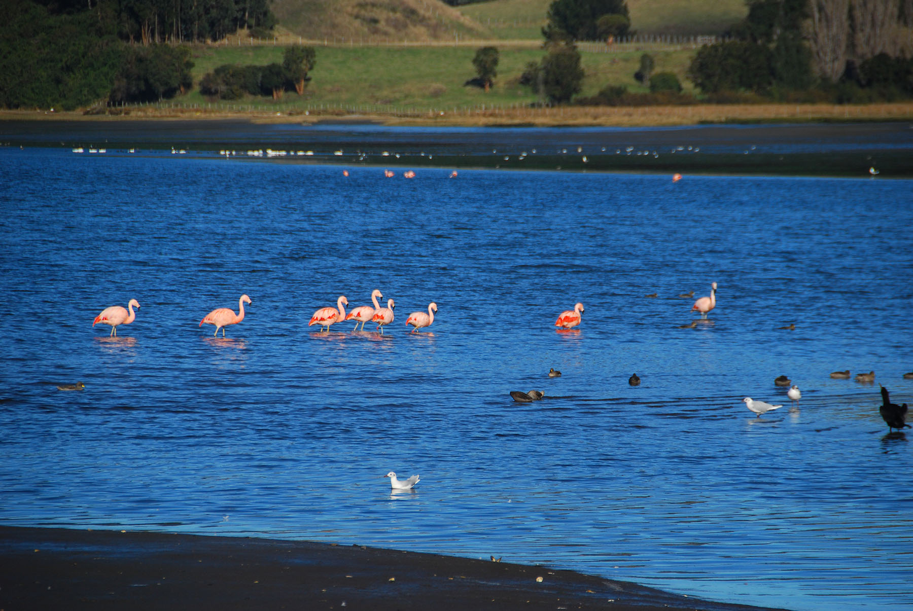 Flamingo Chiloé Chile